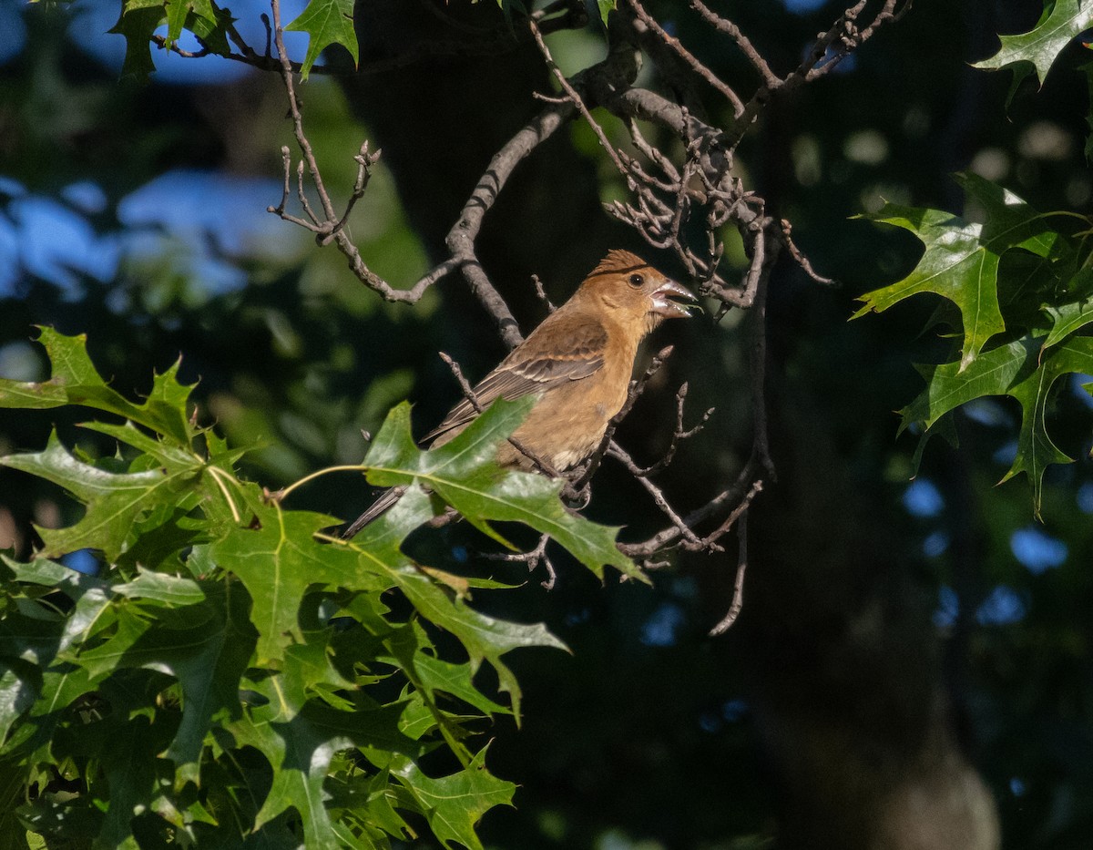 Blue Grosbeak - ML623557212