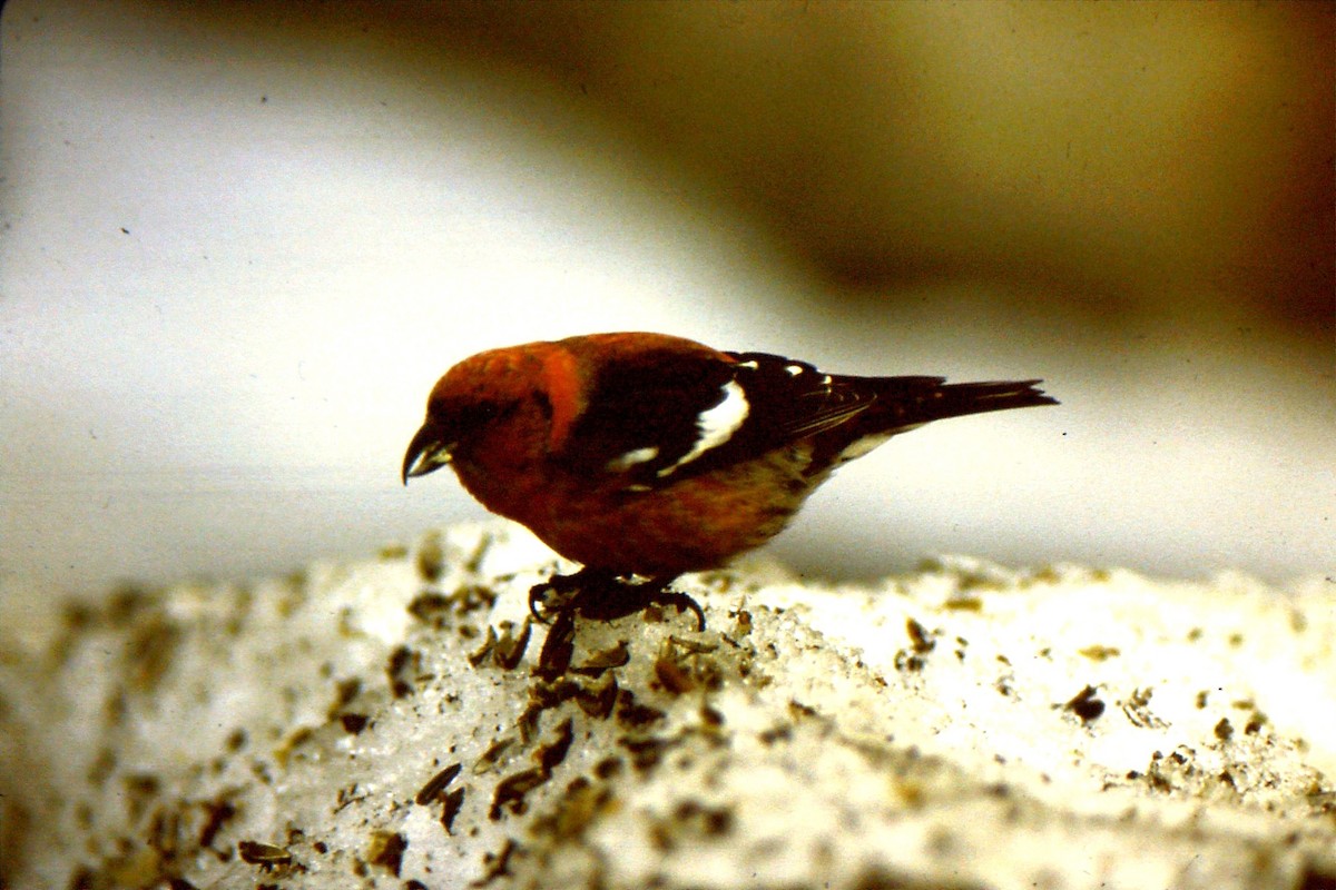 White-winged Crossbill - Dave&Kerry Sehloff