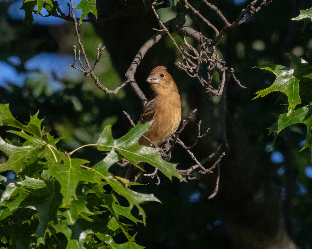Blue Grosbeak - ML623557223