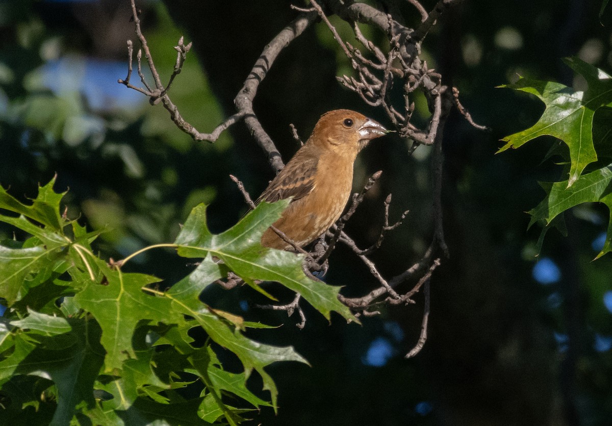 Blue Grosbeak - ML623557227