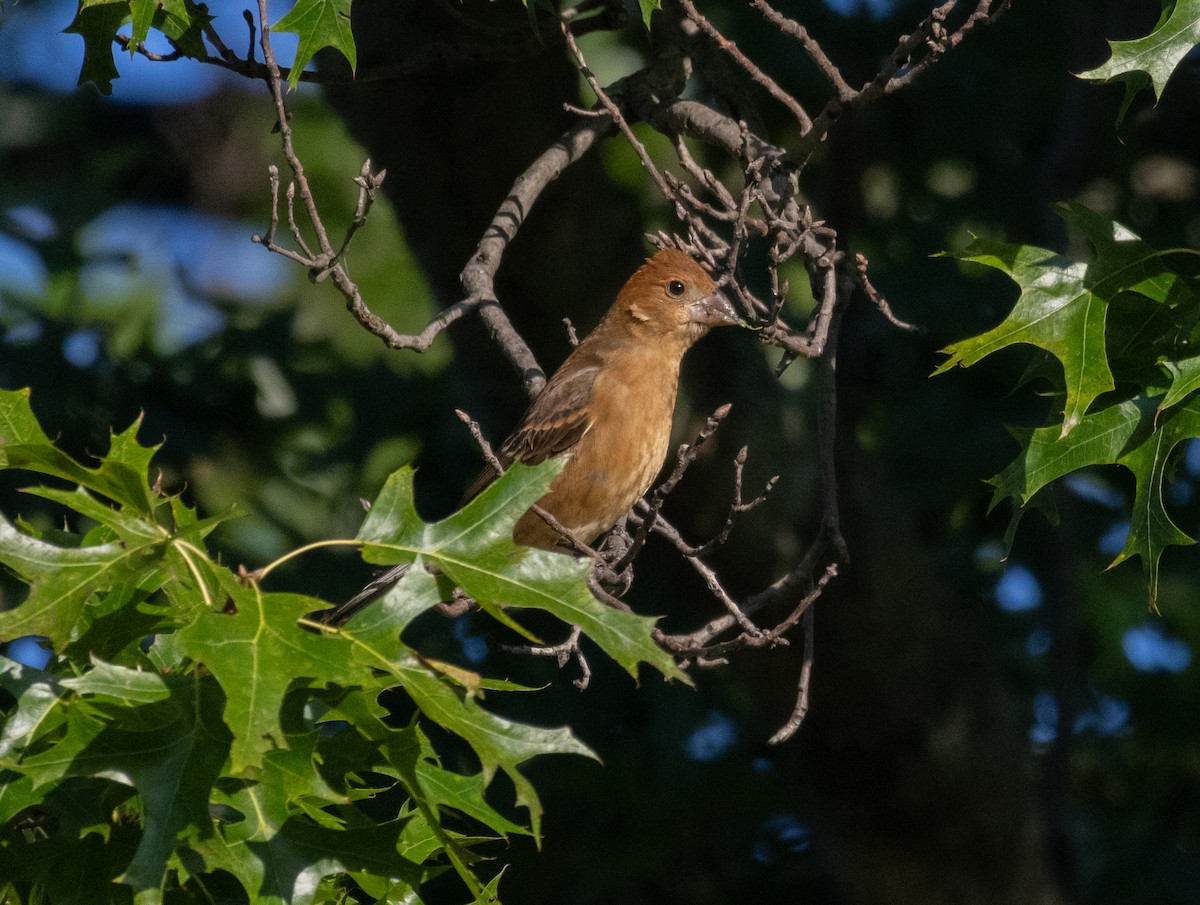Blue Grosbeak - ML623557242