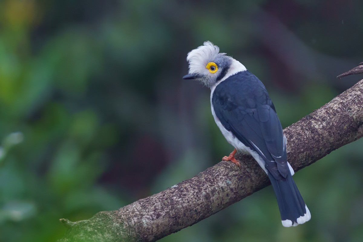 White Helmetshrike - ML623557250