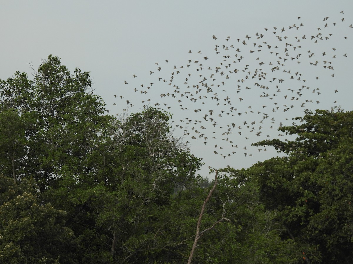 Daurian Starling - ML623557270