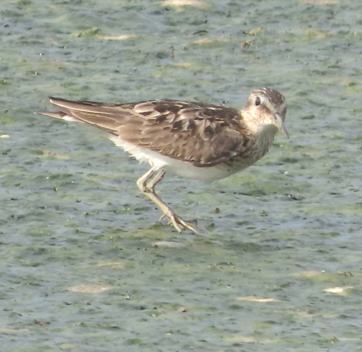 Least Sandpiper - ML623557272