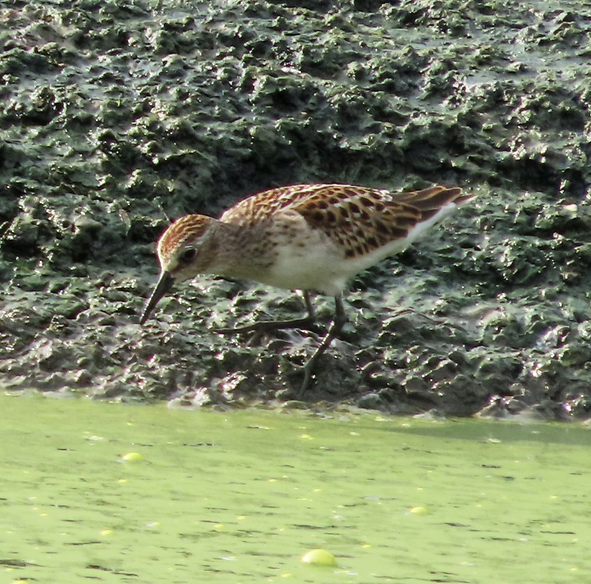 Least Sandpiper - ML623557273