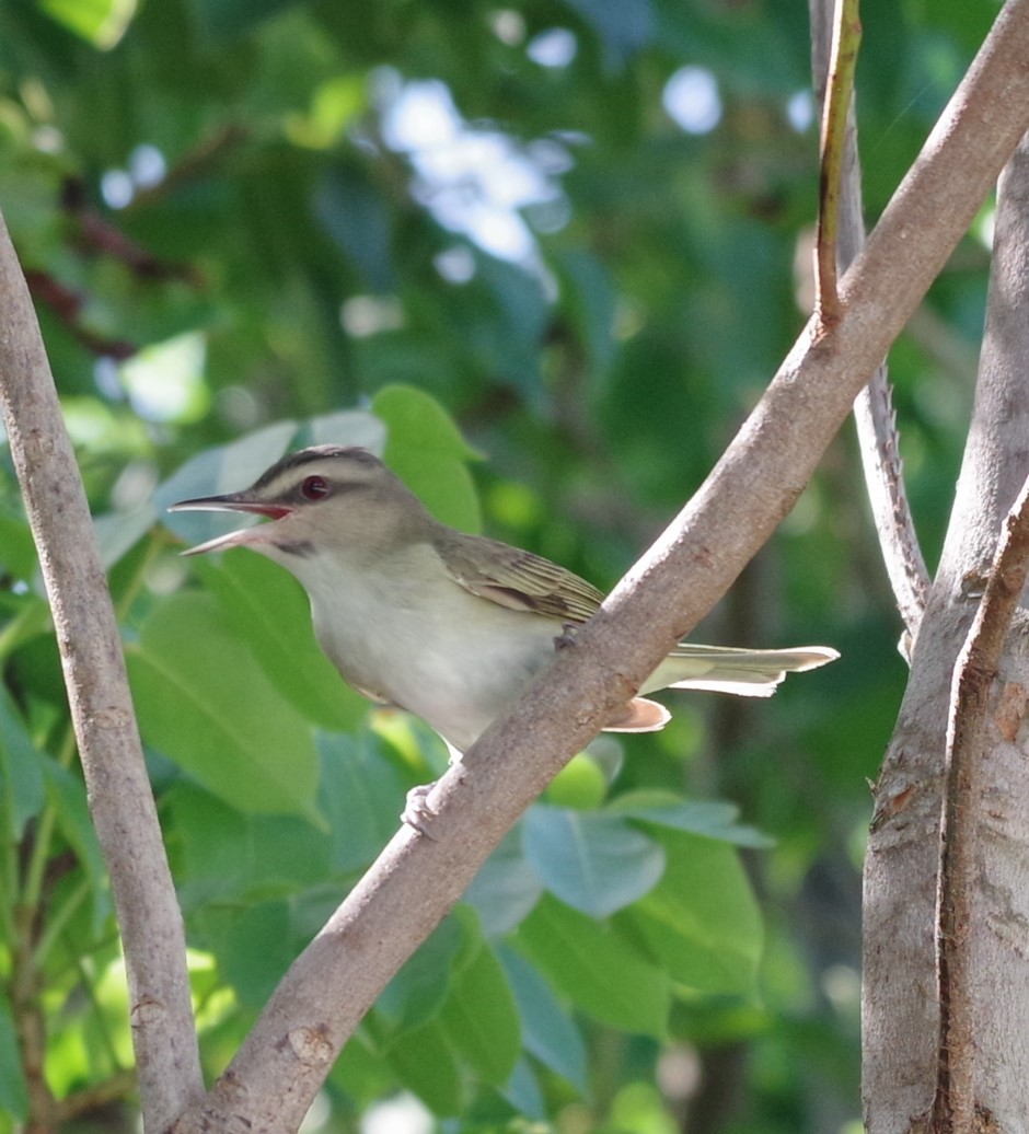 Black-whiskered Vireo - ML623557279