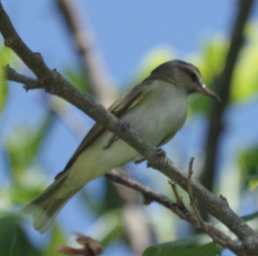 Black-whiskered Vireo - ML623557280