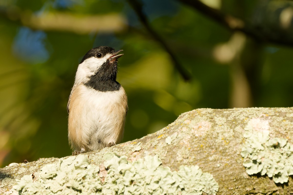 Carolina/Black-capped Chickadee - ML623557286