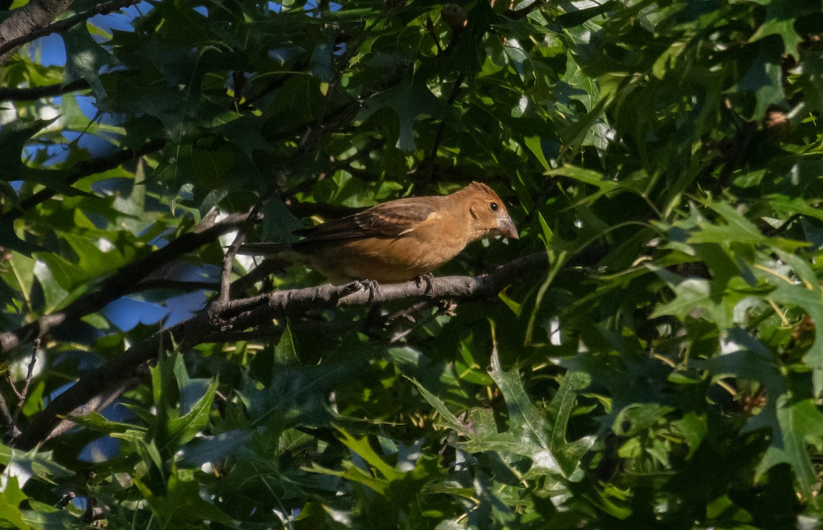 Blue Grosbeak - ML623557309