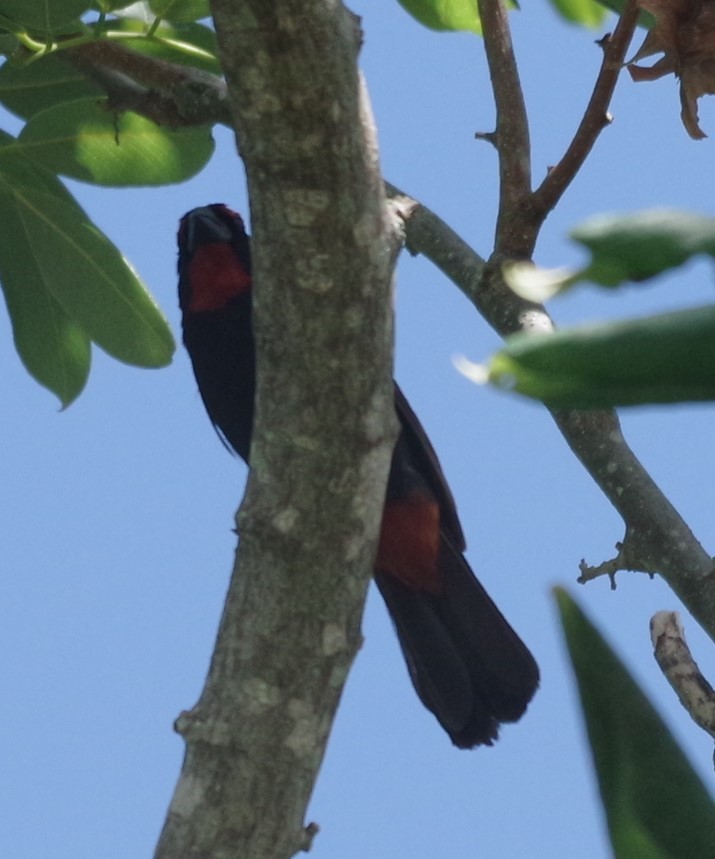 Greater Antillean Bullfinch - ML623557476