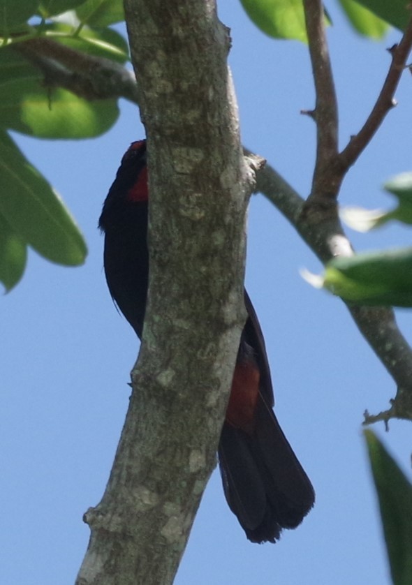 Greater Antillean Bullfinch - ML623557477