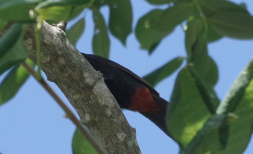 Greater Antillean Bullfinch - ML623557478