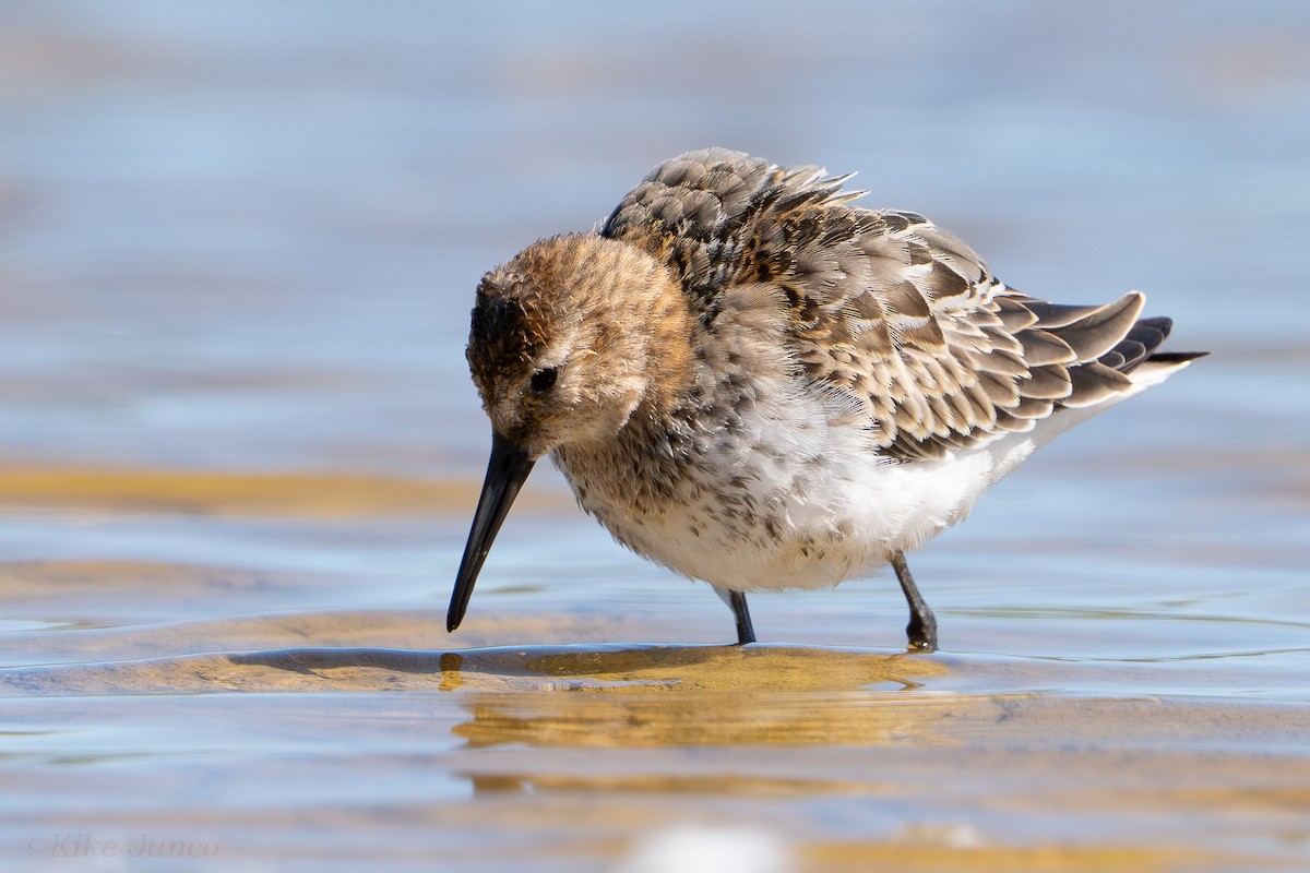 Dunlin - Calidris alpina - Media Search - Macaulay Library and eBird