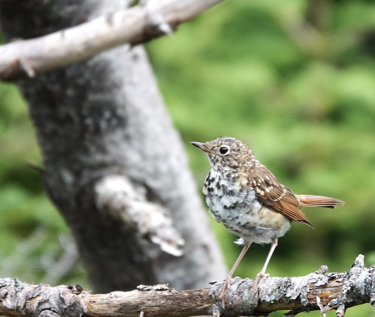Hermit Thrush - ML623557571