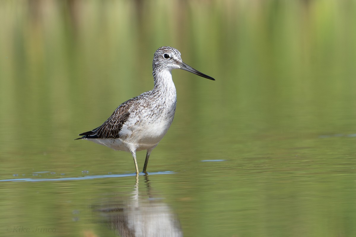 Common Greenshank - ML623557577
