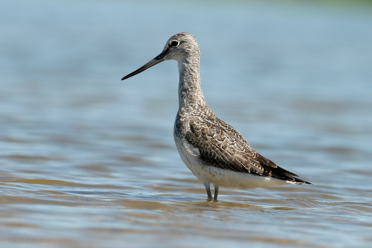 Common Greenshank - ML623557580
