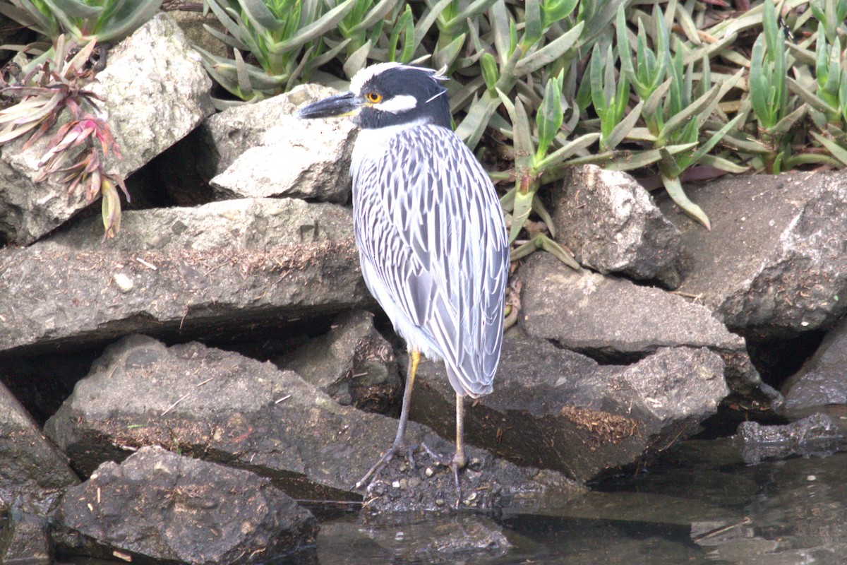 Yellow-crowned Night Heron - ML623557588