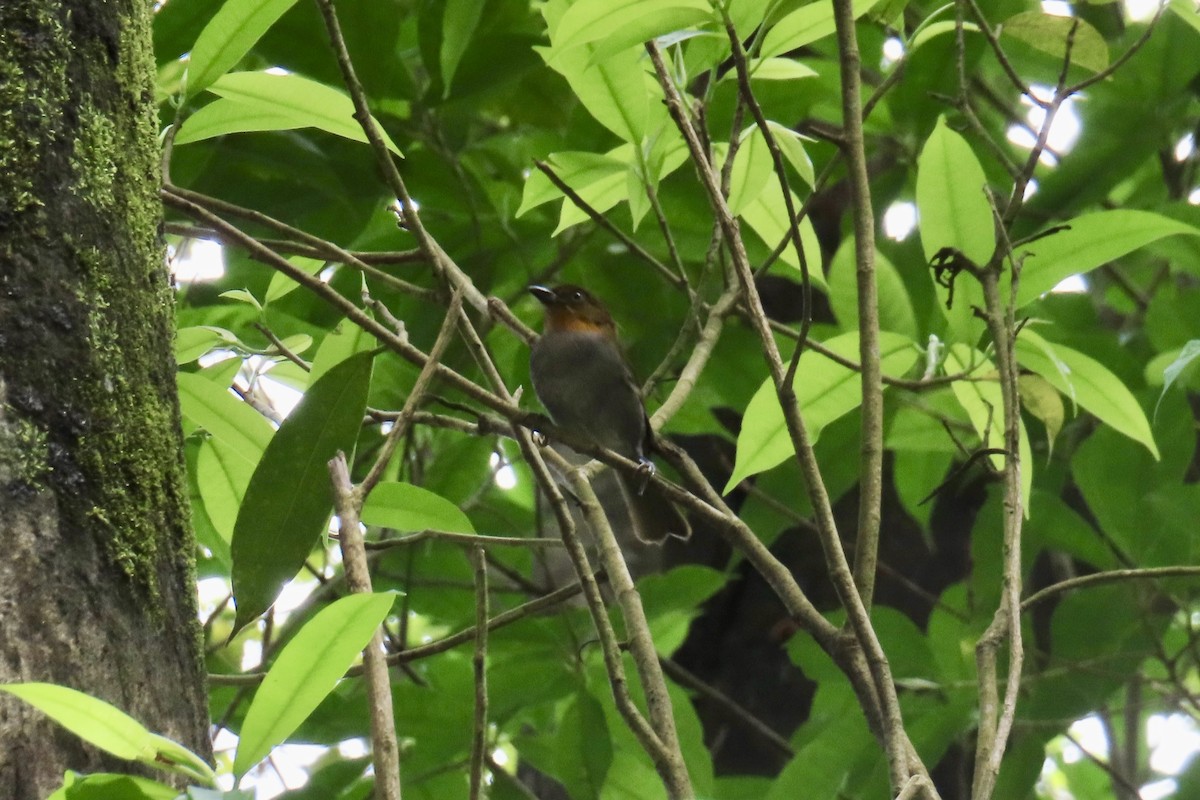 Yellow-throated Chlorospingus - ML623557643