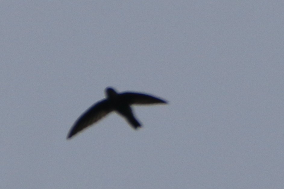 Indian Swiftlet - ML623557680