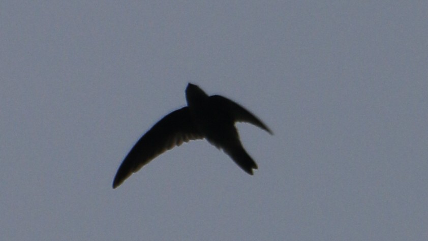 Indian Swiftlet - ML623557682