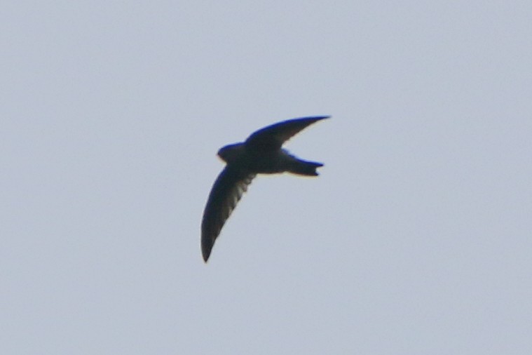 Indian Swiftlet - ML623557684