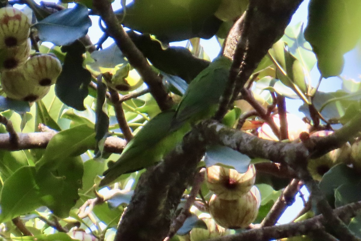 Spot-winged Parrotlet - ML623557696