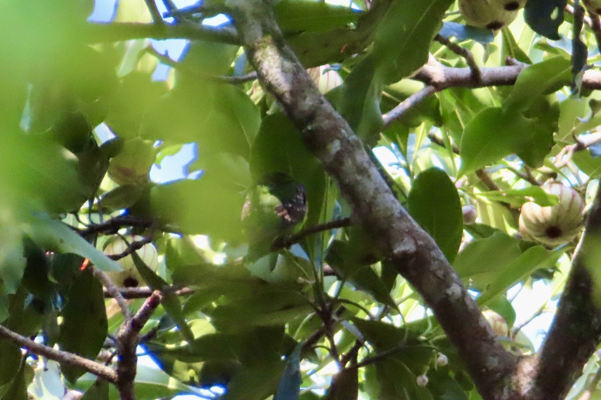 Spot-winged Parrotlet - ML623557697