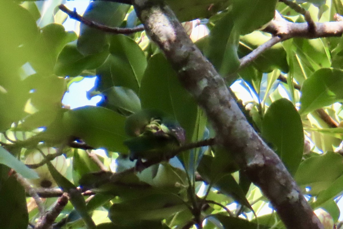 Spot-winged Parrotlet - ML623557698