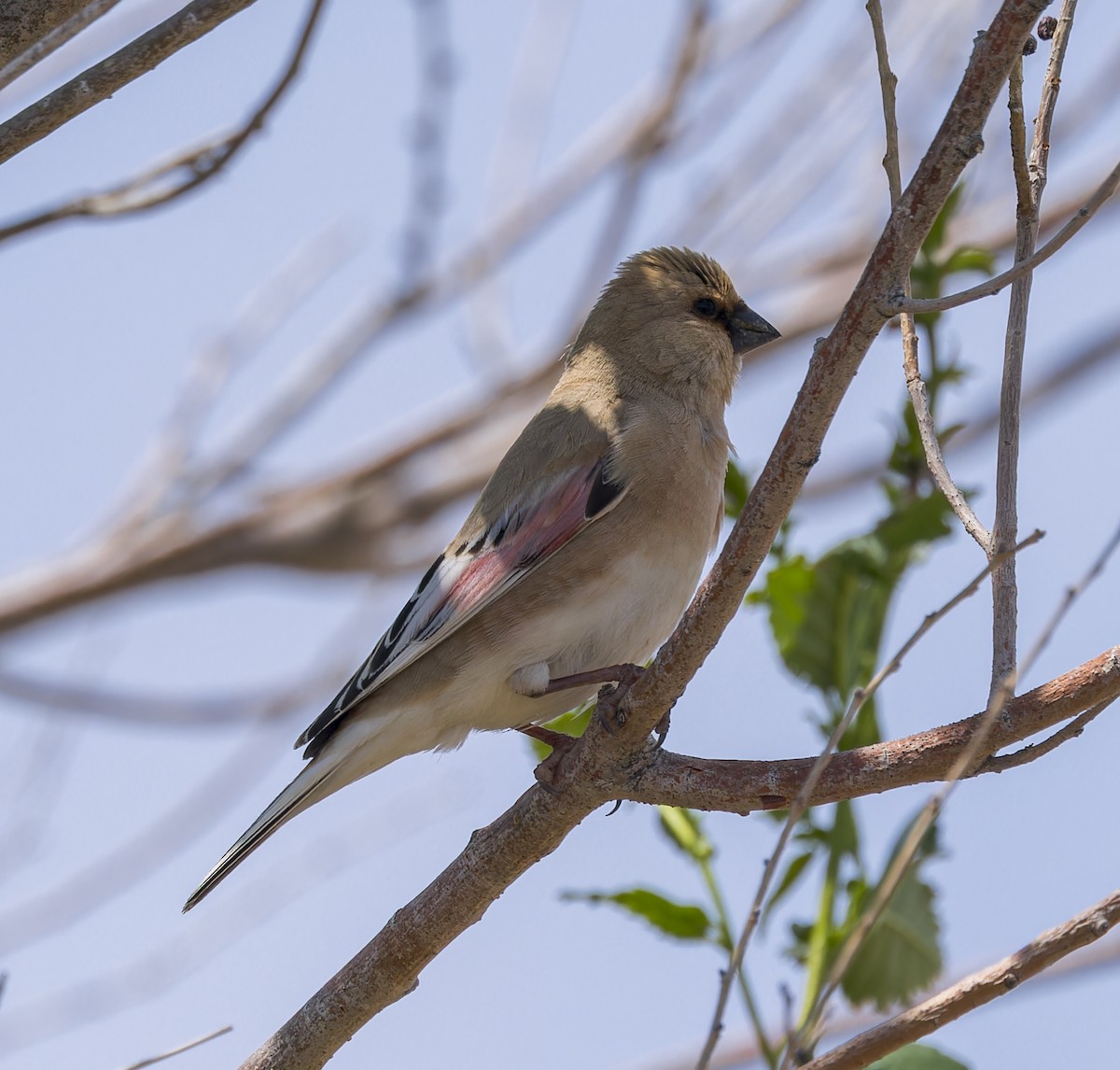 Desert Finch - ML623557710