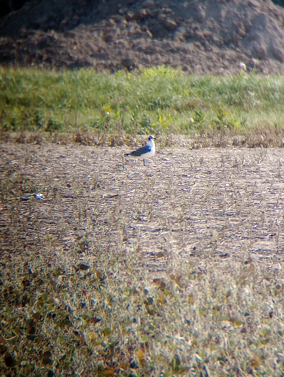 Franklin's Gull - ML623557729