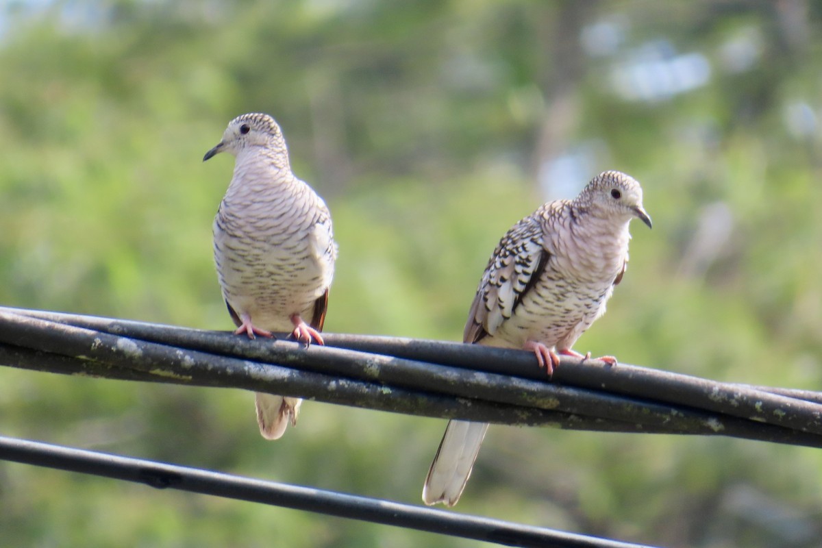Scaled Dove - ML623557770