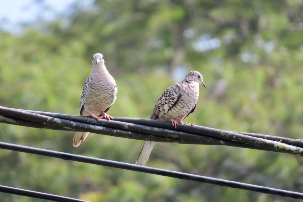 Scaled Dove - ML623557771