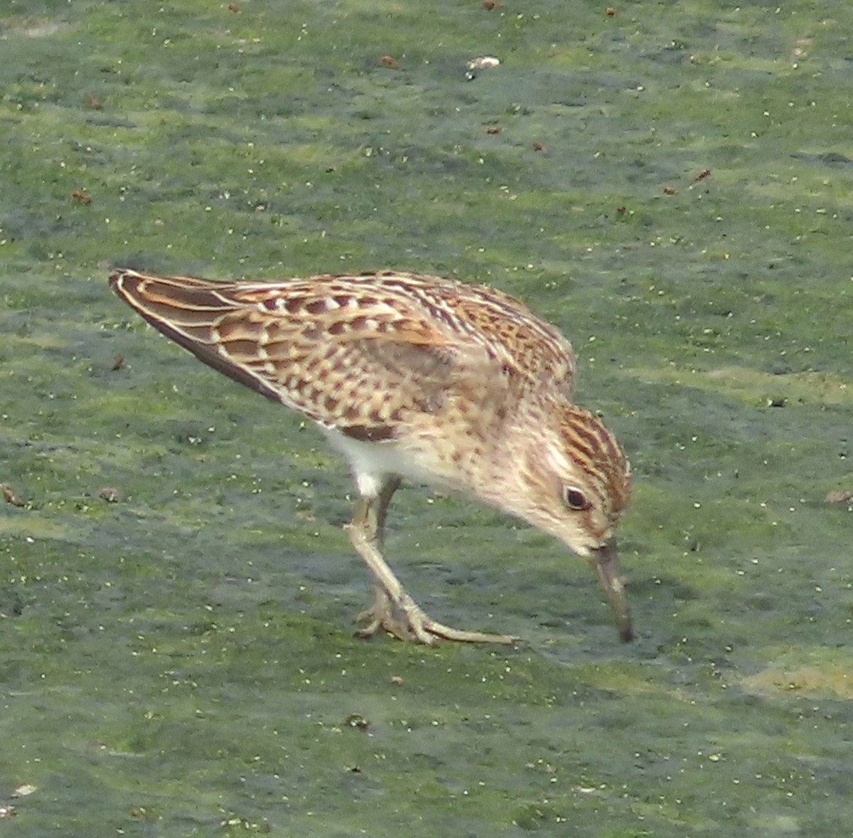 Least Sandpiper - Alfredo Correa