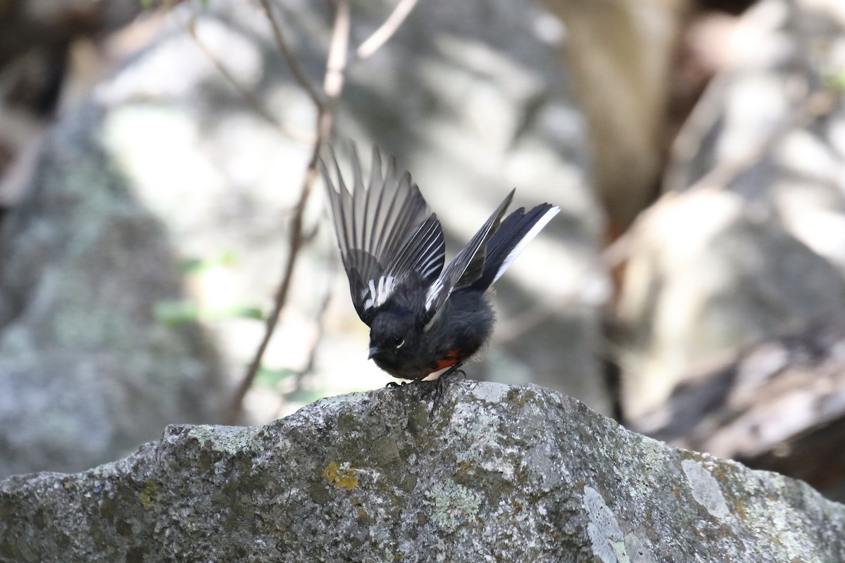 Rotbrust-Waldsänger - ML623557794