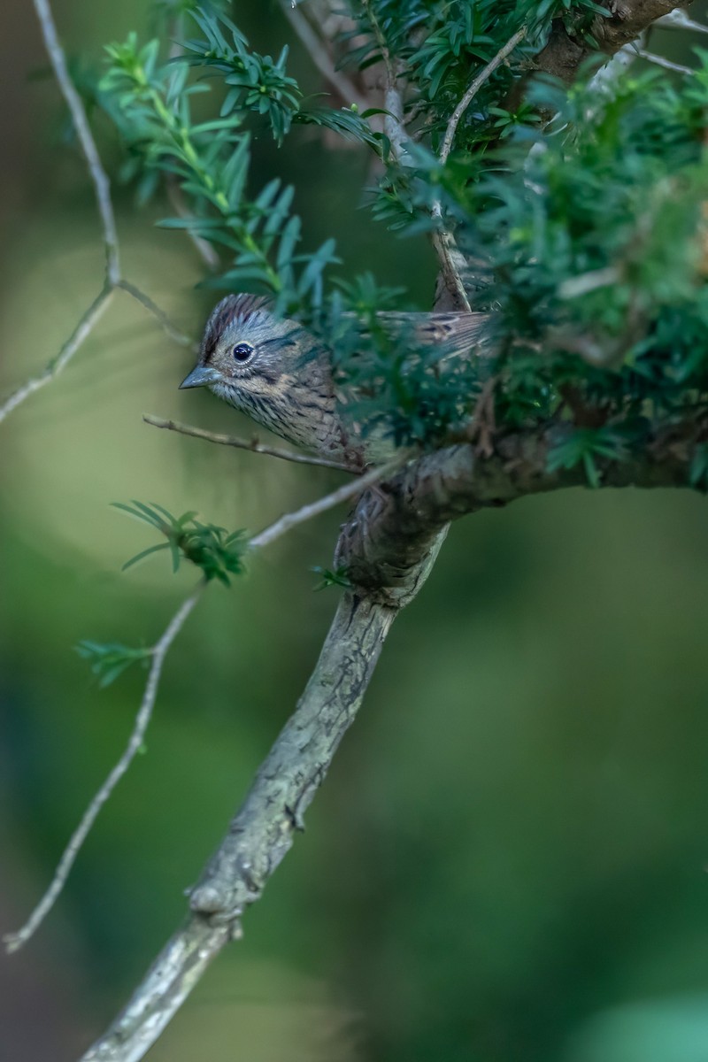 Lincoln's Sparrow - Ashley Pichon