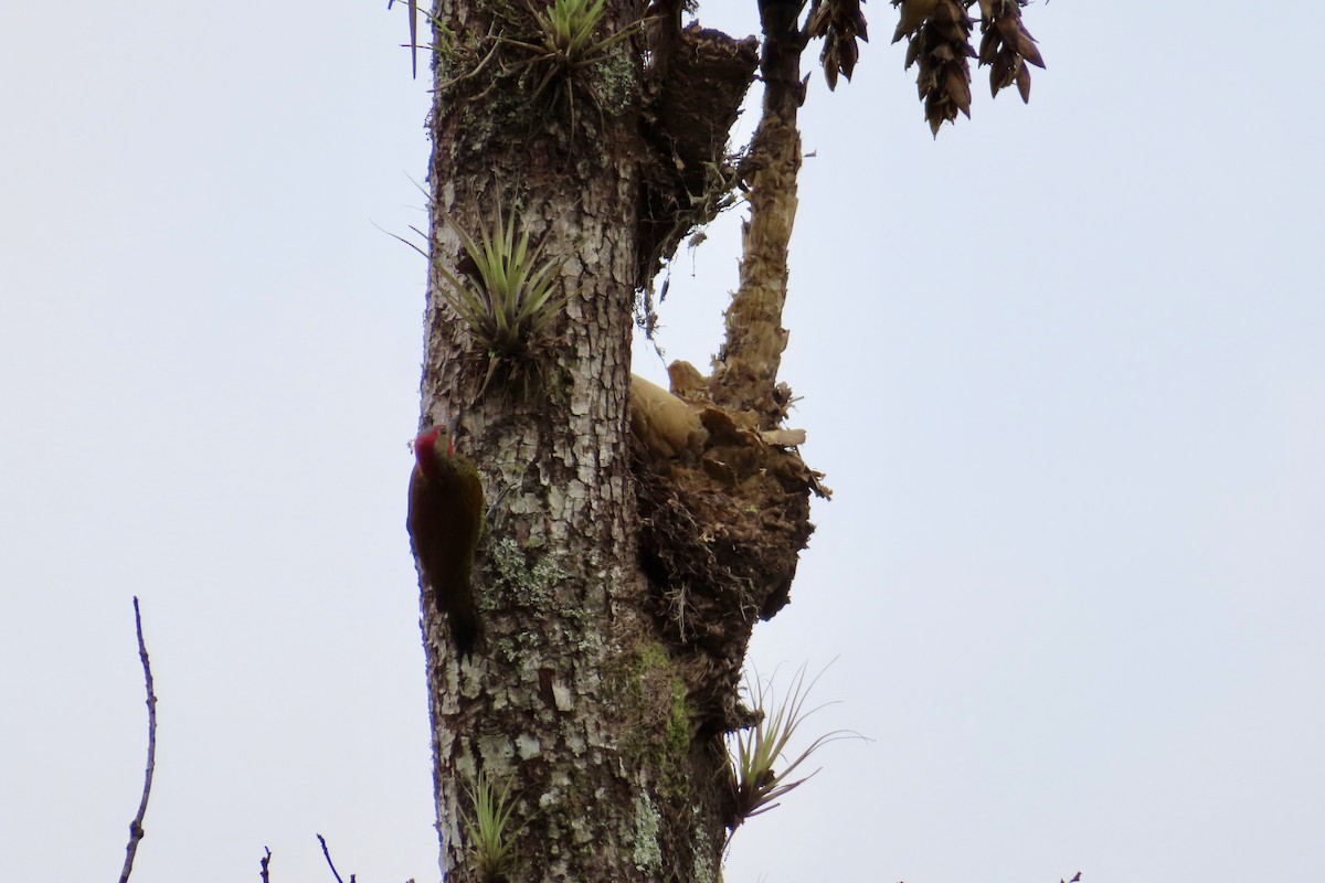 Golden-olive Woodpecker - ML623557827