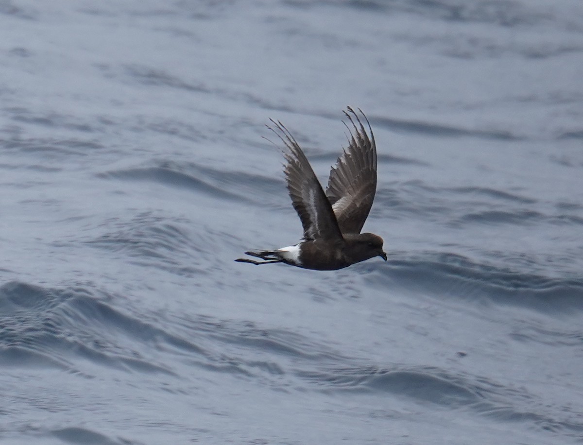 Pincoya Storm-Petrel - ML623557831