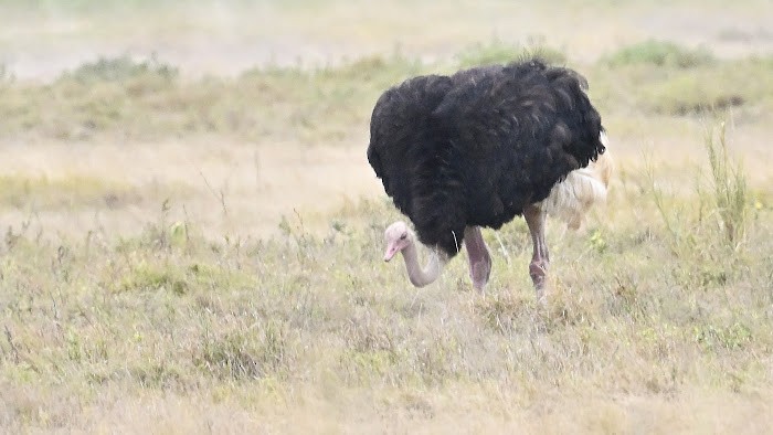 Common Ostrich - ML623557861