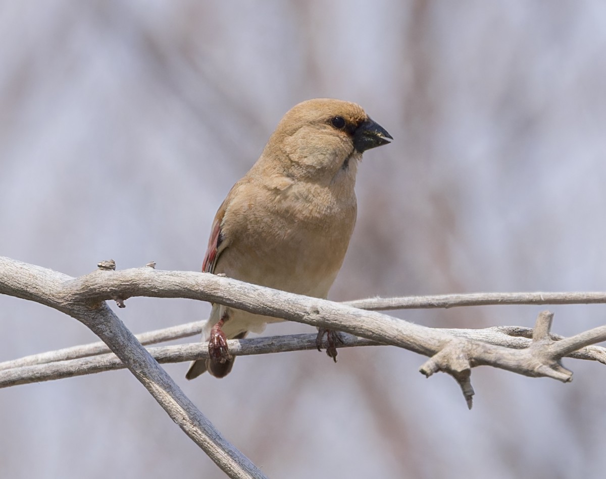 Desert Finch - ML623557868