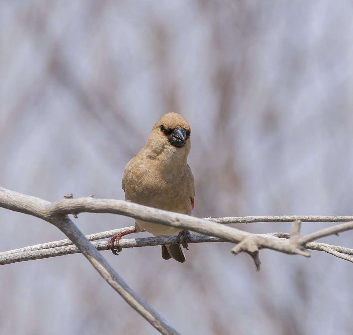 Desert Finch - ML623557869