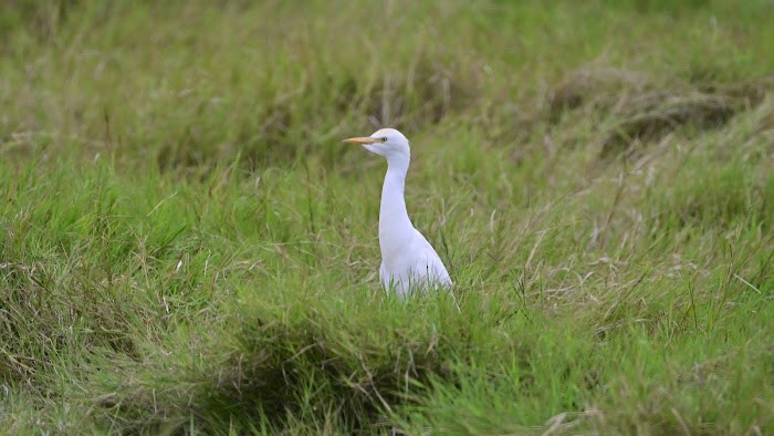 Western Cattle Egret - ML623557880