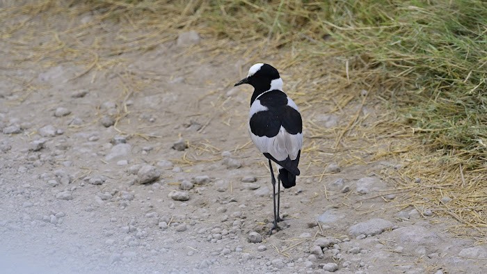 Blacksmith Lapwing - ML623557887