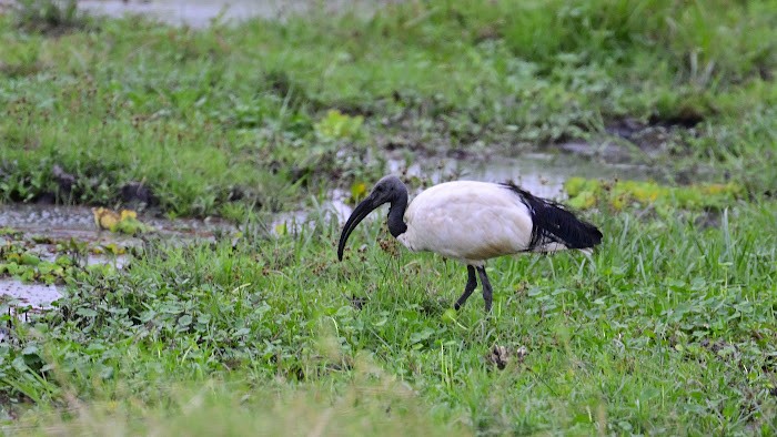 African Sacred Ibis - ML623557895