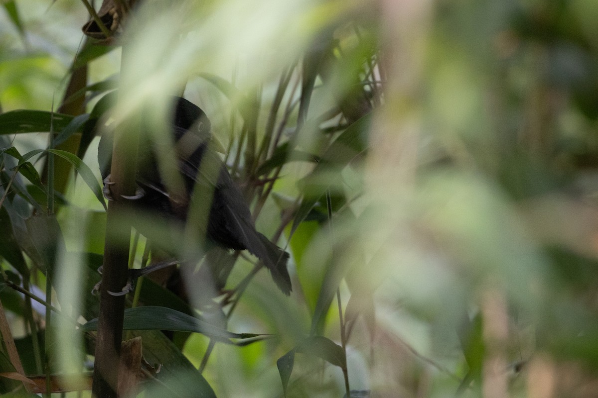 Yellow-billed Cacique - ML623557905