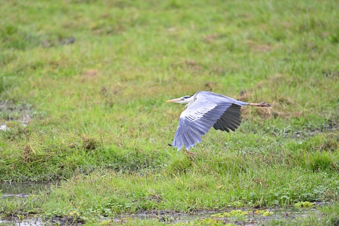 Gray Heron - ML623557917