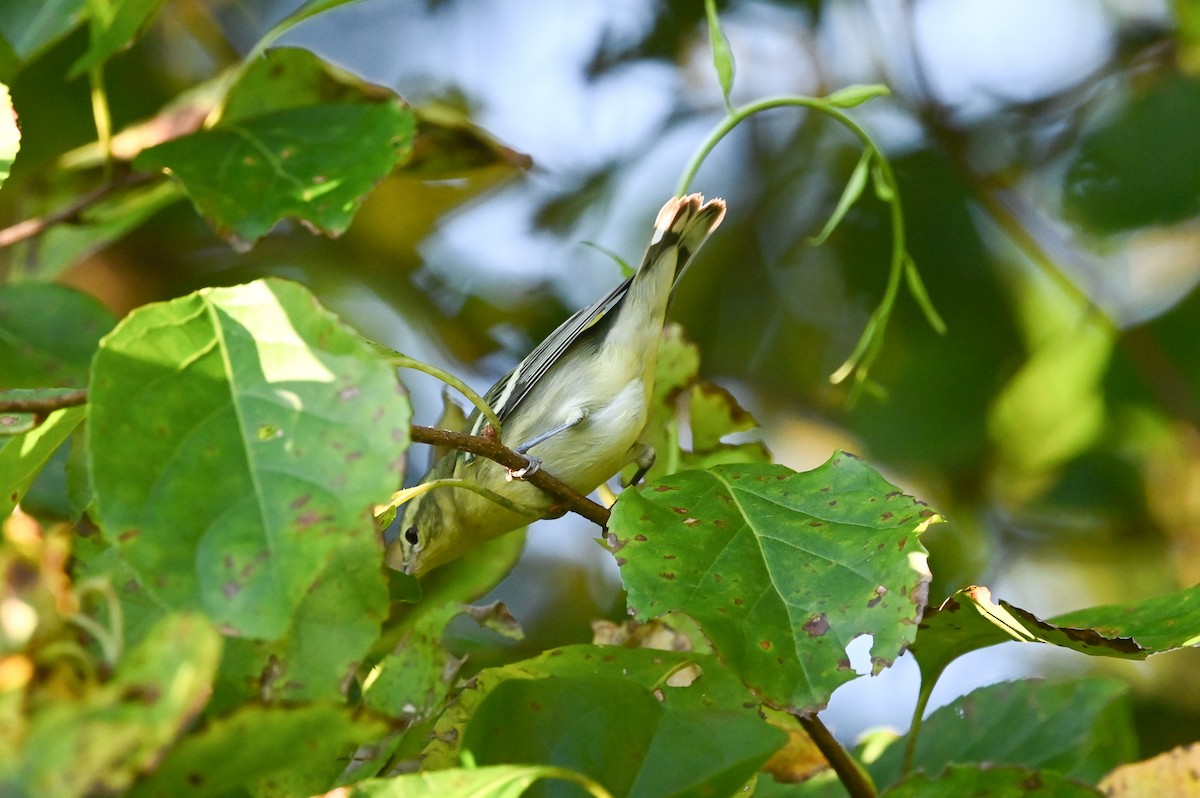 Cerulean Warbler - ML623557921