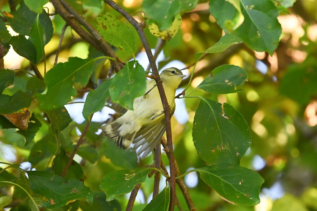 Cerulean Warbler - Dan O'Brien