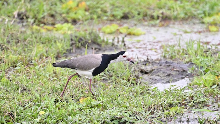 Long-toed Lapwing - ML623557932