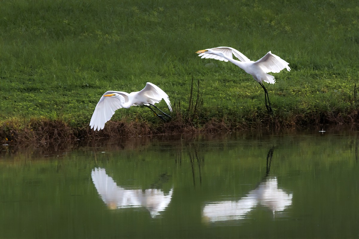 Great Egret - ML623557939