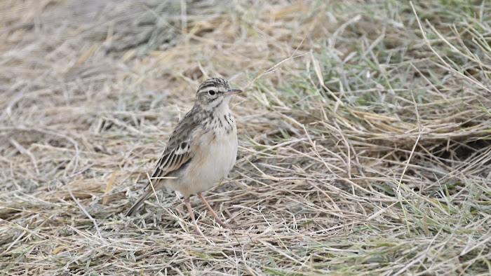 African Pipit - ML623557951